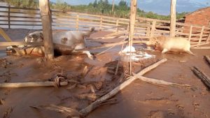 Enchente causa morte de mais de 4 mil bovinos em cidade do RS; vídeo estarrecedor