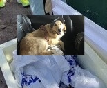 Tragédia: cadela morre durante viagem e família recebe corpo em isopor