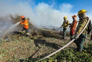 Corpo de Bombeiros combate 50 incêndios florestais neste domingo (22)