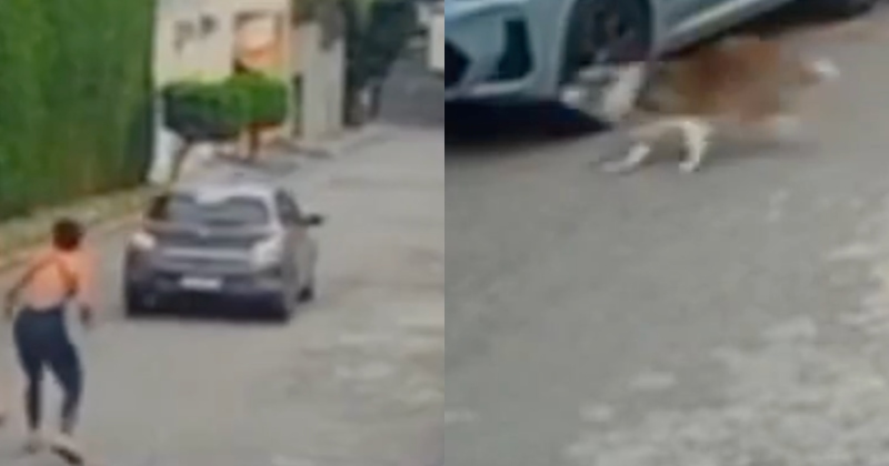 Vídeo chocante mostra ex-pm sendo assassinado na frente da esposa e do cachorro; assista