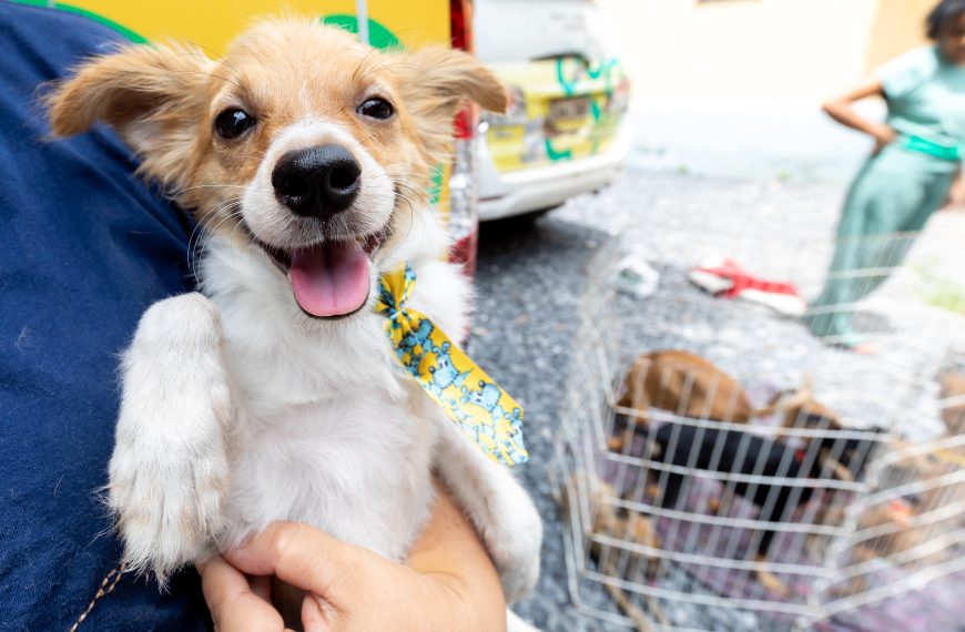 Evento do Dia Mundial da Água terá grande ação para adoção de animais