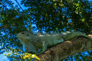 Prefeito Cláudio Ferreira levanta a ideia e iguana vai virar animal símbolo de Rondonópolis