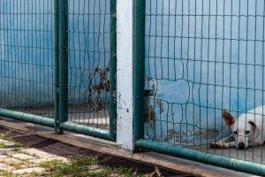 Prefeitura de Rondonópolis promove mudança na gestão de políticas de proteção animal