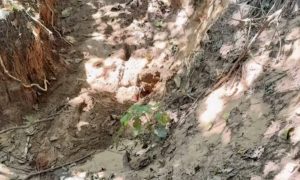 Mistério na MT-270: Corpo é encontrado enterrado em cova rasa entre Rondonópolis e São José do Povo; vídeo