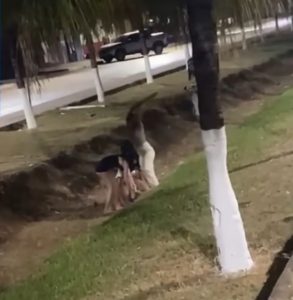 Homem leva surra de ‘gatas do job’ após tentar sair sem pagar de cabaré em MT; assista