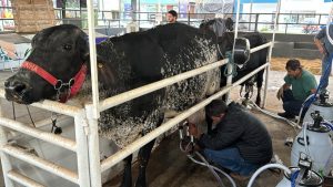 Torneio Leiteiro da 51ª Exposul destacará a qualidade e sanidade dos rebanhos da região