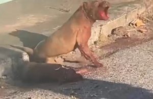 Pitbull devora cadela e ainda ataca morador em MT; tutor é solto após pagar fiança
