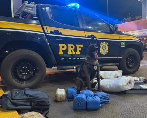 Cão farejador ajuda PRF a prender ‘mulas do tráfico’ com mais de 18 kg de Skunk em ônibus, em Rondonópolis