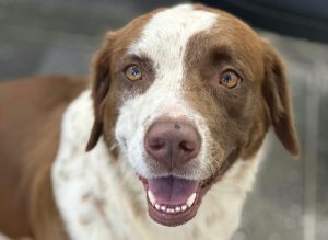 Cibear realiza campanha de adoção e vacinação animal nesta terça (08) na UFR