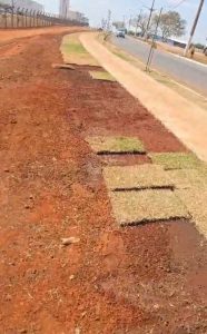 Vândalos furtam grama recém-plantada pela Prefeitura na entrada de Rondonópolis: vídeo