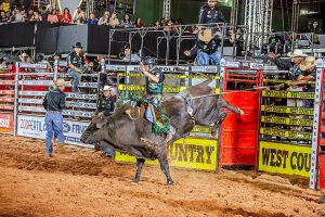 Com entrada solidária rodeio em touros da 51ª Exposul começa nesta quarta-feira (06/08)