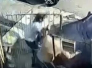 Vídeo forte mostra homem em fúria tentando matar a irmã e o cunhado atropelados