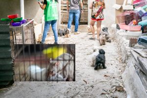 Canil bizarro é interditado com mais de 70 cães de raça em MT; animais foram flagrados comendo cadáveres