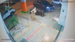 Família perde dois cachorros envenenados na mesma noite em Rondonópolis; vídeo mostra desespero