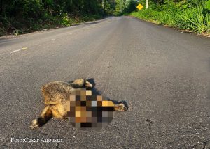 Atropelamentos de macacos expõem falhas ambientais na “Rodovia do Peixe”; imagens fortes