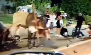 Motociclista fica ferido após boiada invadir a Avenida dos Estudantes em Rondonópolis; vídeo