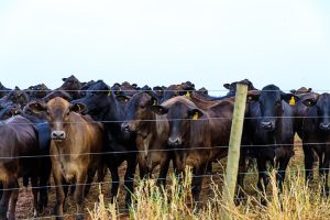 Mato Grosso avança nas metas do Plano ABC+ e amplia práticas sustentáveis no campo