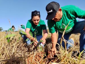 NA COP 30: Sicredi apresenta ações para mulheres empreendedoras, transição energética no campo e outras iniciativas ligadas à sustentabilidade