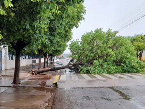 Chuva e fortes ventos arrancam árvore da raiz em Rondonópolis; previsão é de tempestade e ventos de até 100 km/h