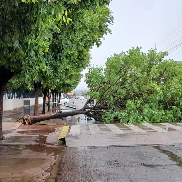 Chuva e fortes ventos arrancam árvore da raiz em Rondonópolis; previsão é de tempestade e ventos de até 100 km/h