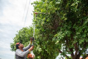 Prefeitura de Rondonópolis disponibiliza serviços da área ambiental de forma digital