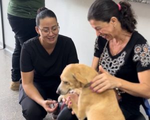Município de Rondonópolis realiza 1.033 consultas veterinárias para população de baixa renda em 10 meses