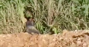 Vídeo mostra homem encontrado morto com cabeça ‘estourada’ a tiros em matagal em MT