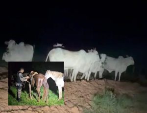 Quadrilha do abatedouro clandestino volta a agir, mas acaba presa com gado furtado em Rondonópolis; vídeo