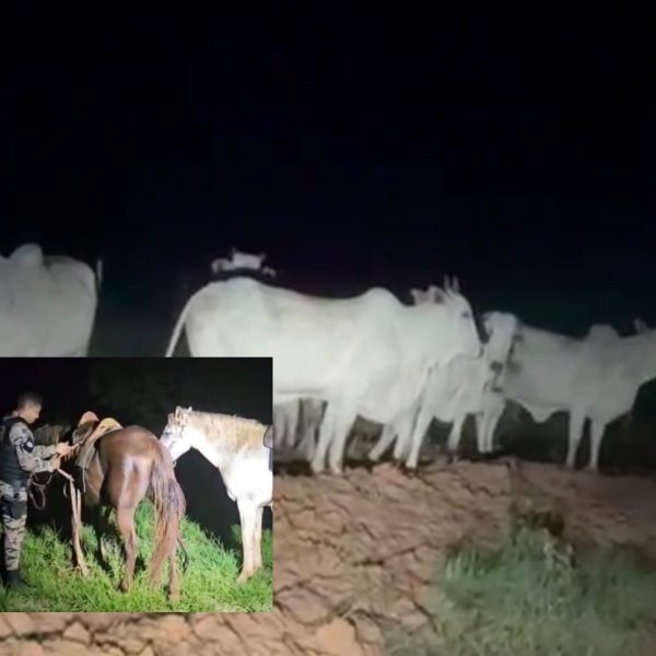 Quadrilha do abatedouro clandestino volta a agir, mas acaba presa com gado furtado em Rondonópolis; vídeo