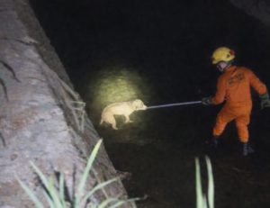 Cão cego cai em córrego, é resgatado e volta para casa guiado pelo faro em Rondonópolis; vídeo