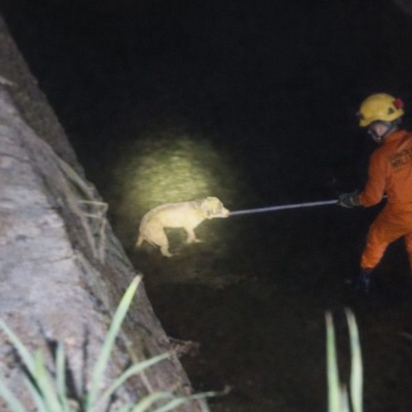 Cão cego cai em córrego, é resgatado e volta para casa guiado pelo faro em Rondonópolis; vídeo