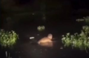 Homem é obrigado pelo CV a tomar banho em valão com a presença de jacarés; assista