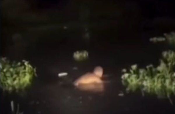 Homem é obrigado pelo CV a tomar banho em valão com a presença de jacarés; assista