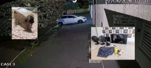 Bandido impiedoso invade casa, furta carro, TVs e até o cão da família em Rondonópolis; assista