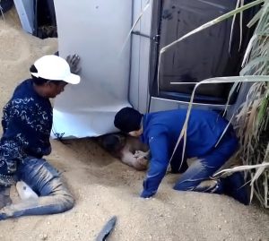 Vídeo mostra caminhoneiro embaixo de carreta após acidente que desencadeou incêndio na BR-163 em Rondonópolis