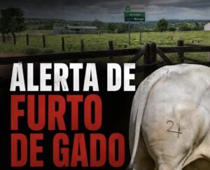 Criminosos invadem propriedade rural e furtam 33 garrotes avaliados em mais de R$ 130 mil em Rondonópolis