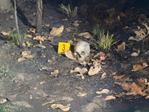 Cena macabra: crânio humano carbonizado é encontrado em área de mata em MT; vídeo