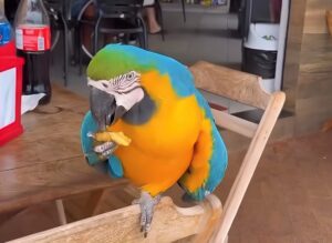 Conheça a arara que frequenta padaria para comer e interagir com clientes em Rondonópolis; vídeo