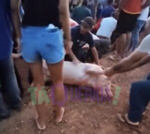 Viraliza vídeo com cenas lamentáveis de população saqueando carreta com porcos vivos em MT