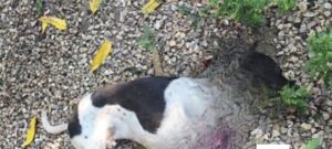 Homem mata cachorro a facadas e ameaça executar avô de 84 anos em MT