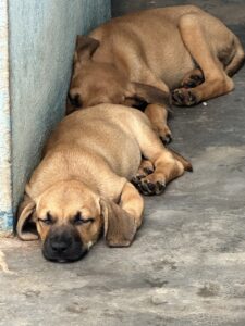 CIBEAR registra 675 entradas e 416 adoções de animais entre janeiro e agosto de 2026
