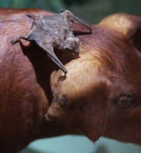 Raiva animal é confirmada e 139 propriedades entram em área de controle em Rondonópolis