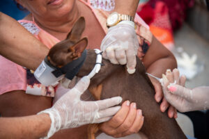 Prefeitura intensifica vacinação antirrábica em Rondonópolis buscando ampliar proteção de cães e gatos
