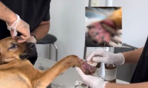 Cão é resgatado com pata esmagada em possível caso de maus-tratos em Rondonópolis; vídeo fortíssimo