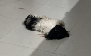 Pitbull rompe portão, invade casa e mata cachorro em Rondonópolis
