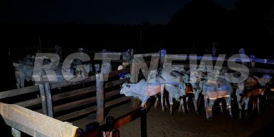 RGT_NEWS_marca_dagua_gado