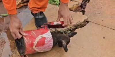 garis-encontram-cachorro-rondonópolis