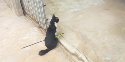 gato-flexa gato-flexa