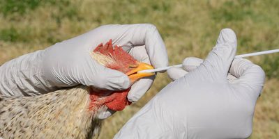 Swabbing barred rock mix breed rooster to test for avian influenza