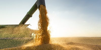 Grain auger of combine pouring soy bean into tractor trailer